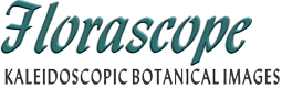 florascope: Kaleidoscopic Floral Designs